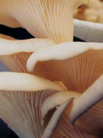 "FM Mushrooms" Santa Barbara, CA